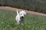 WESTIE 052